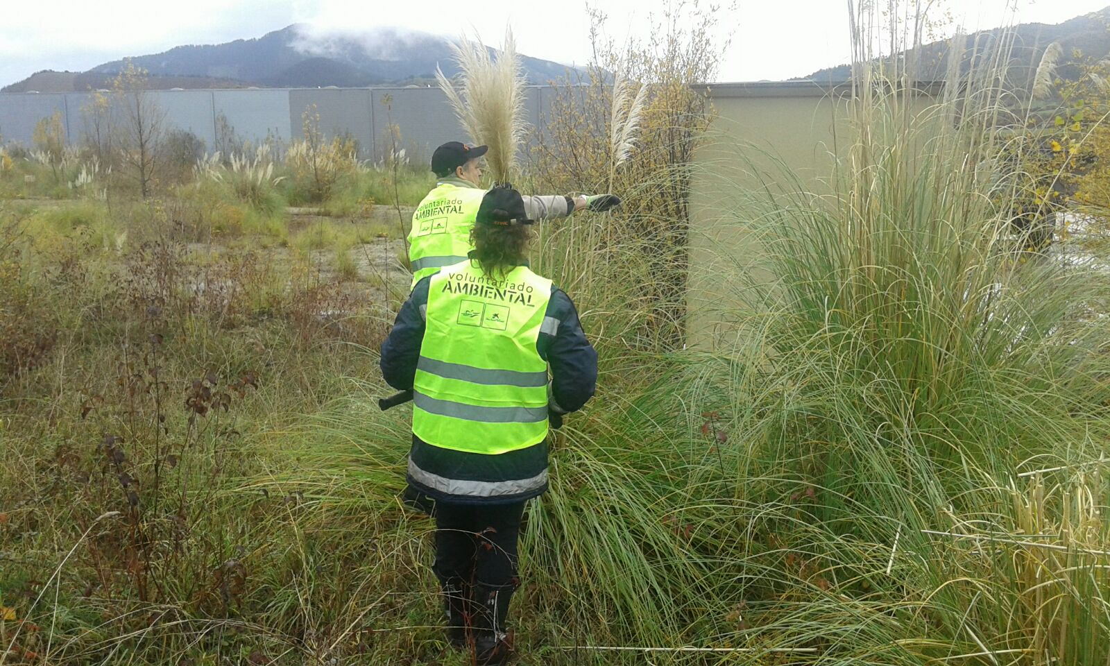 Lucha contra las pespecies invasoras: Avispa asiticas y Plumero de la Pampa